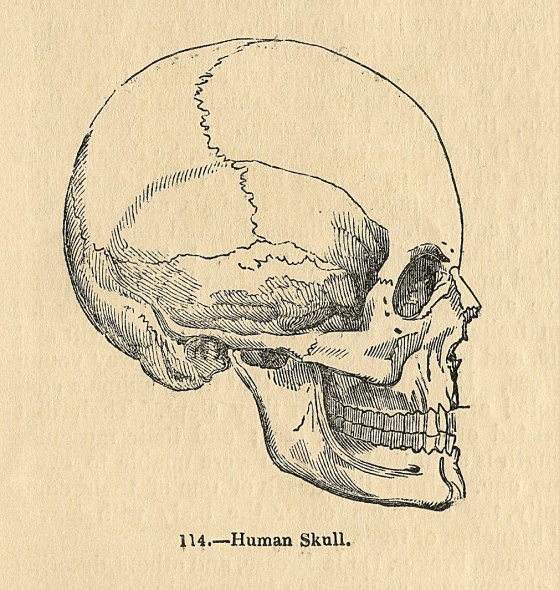 1skull graphicsfairy005